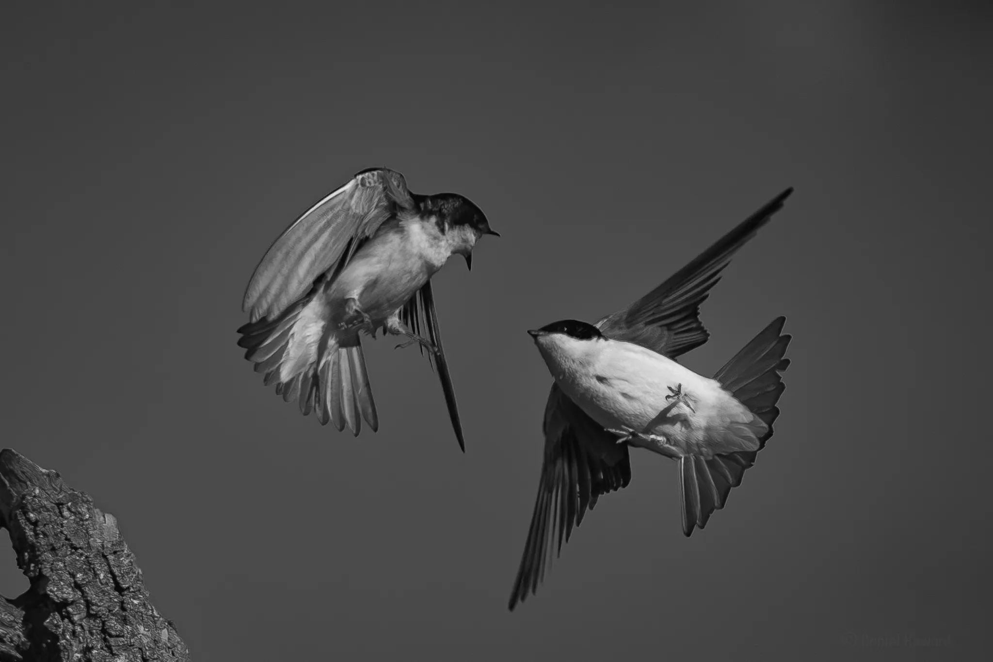 Mid-Fight / Mid-Flight
