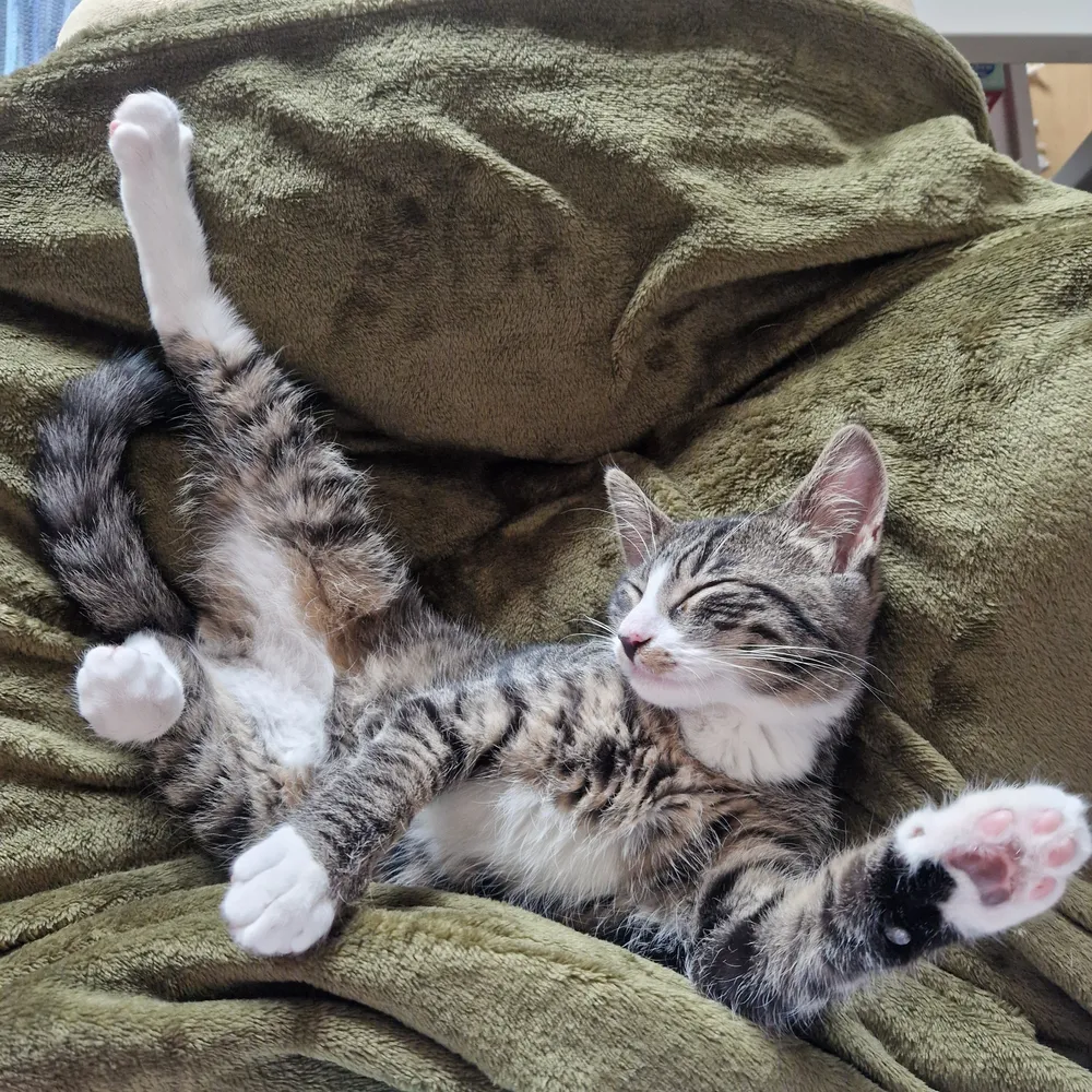 Kitten Resting in Odd Position on a Green Blanket