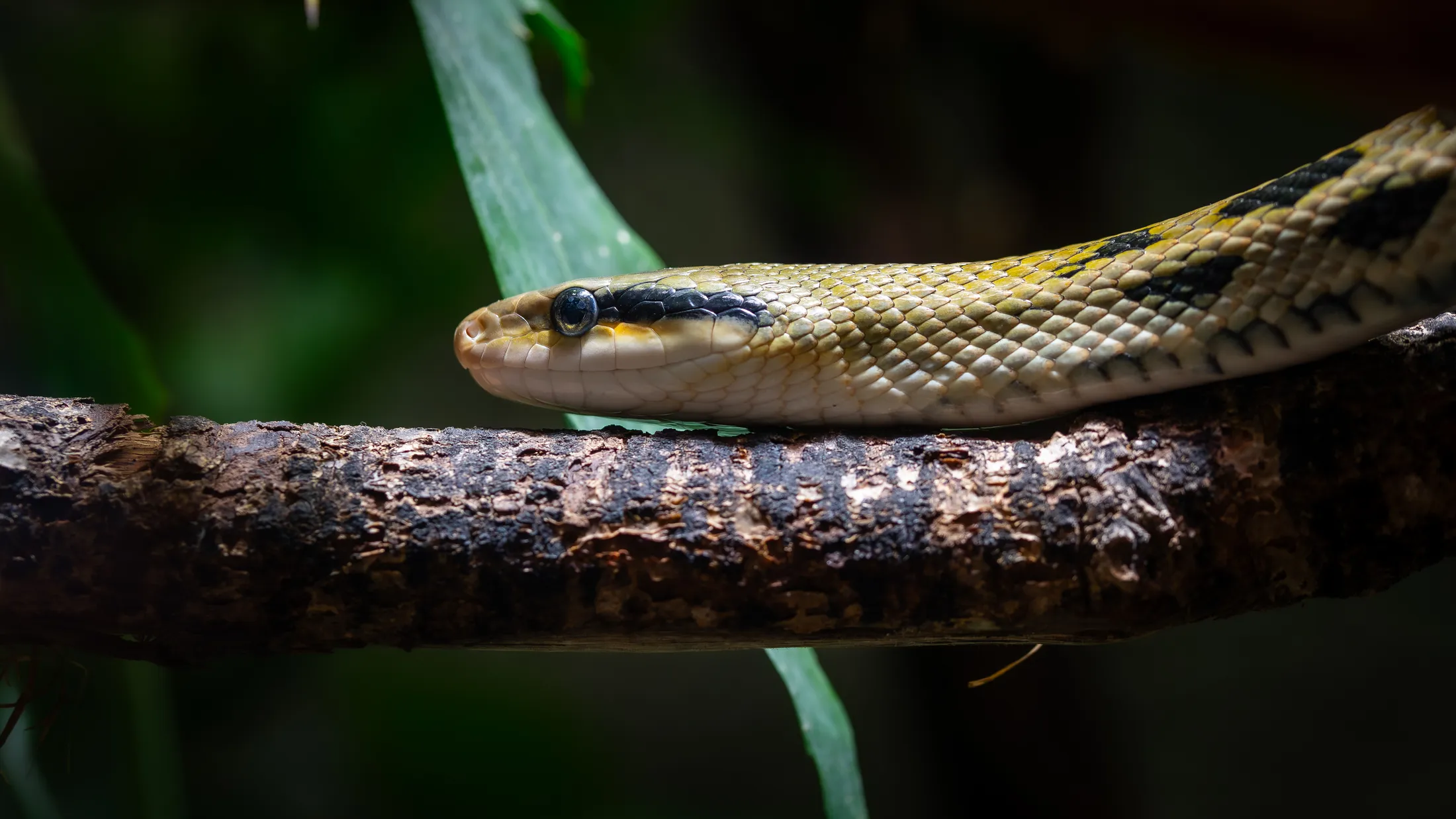 Taiwan Beauty Snake