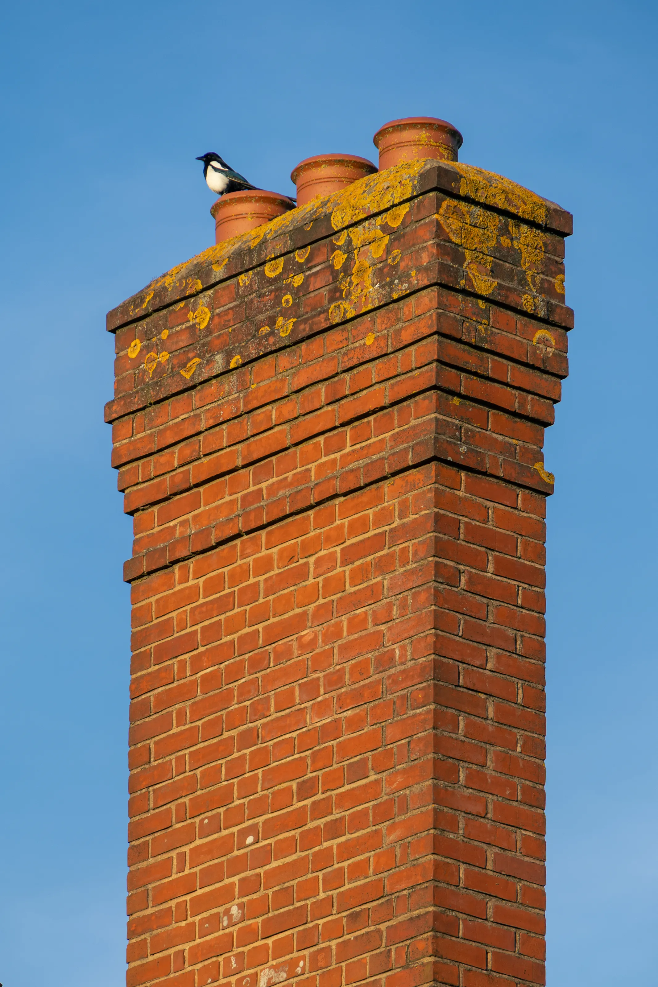 Chimneys with magpie