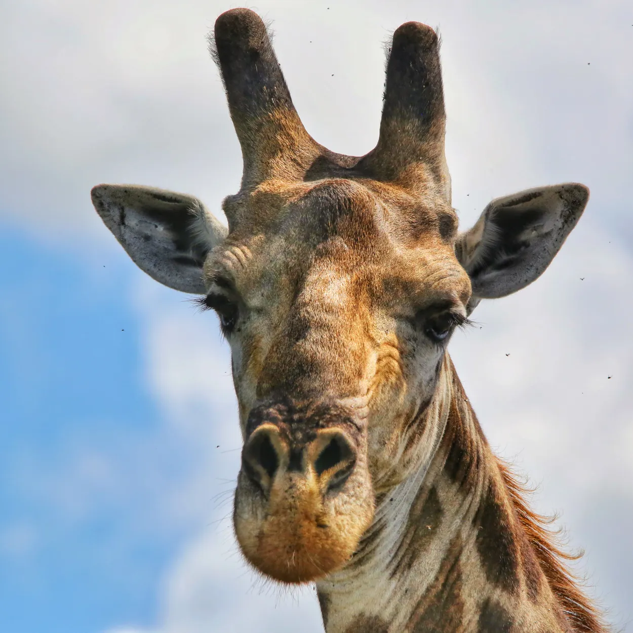 Giraffe portrait