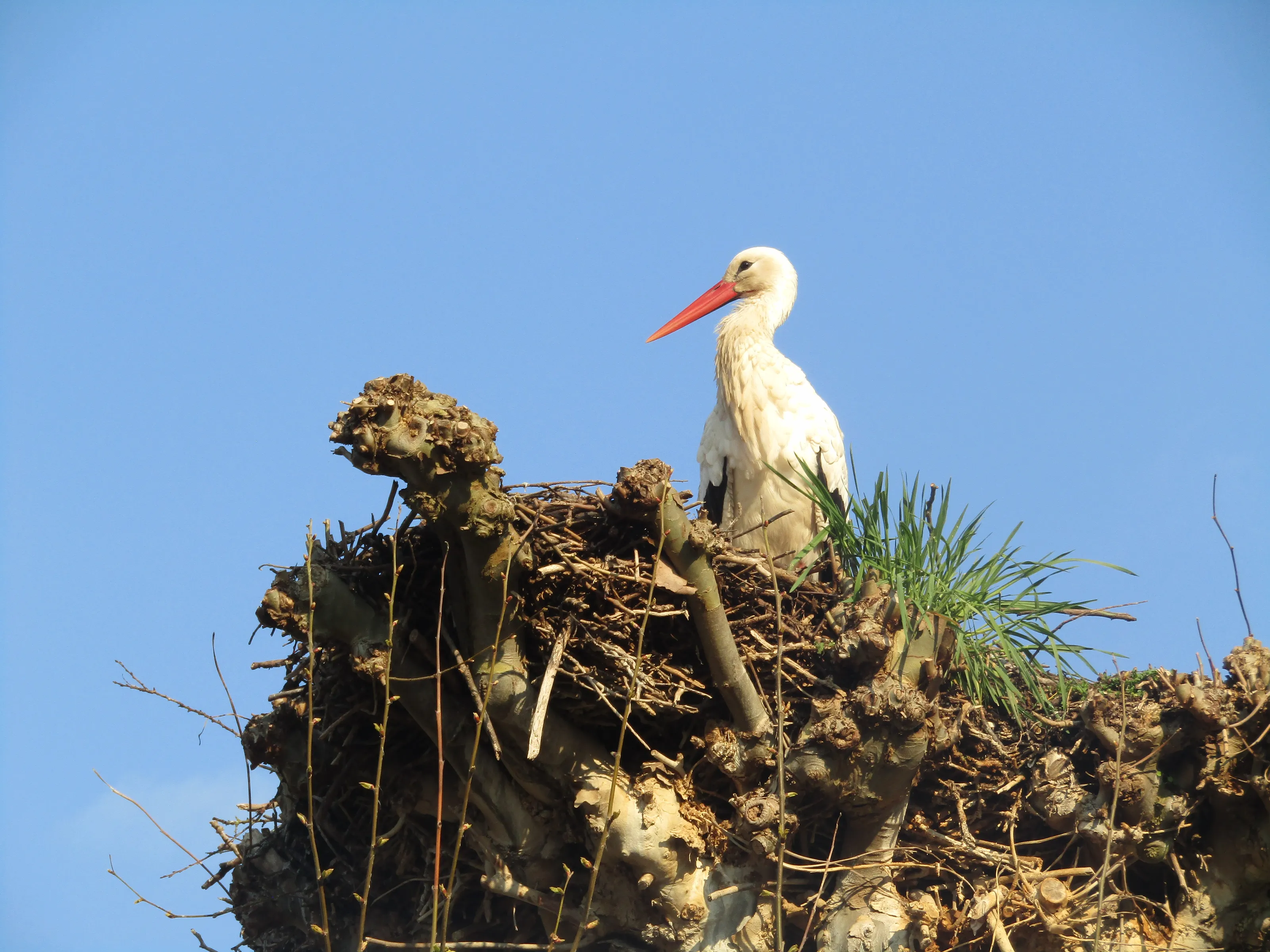 Stork in Strasbourg