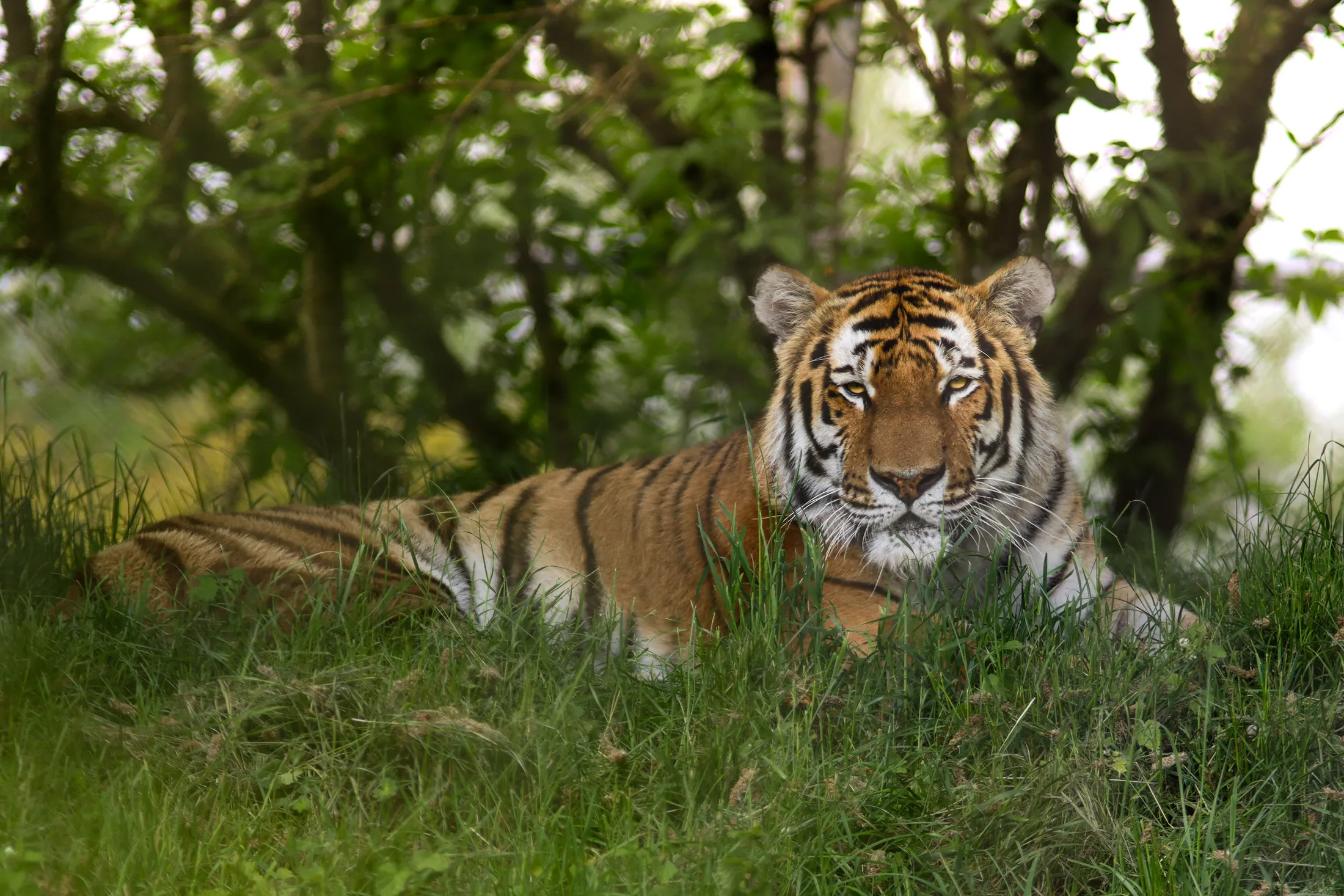 Amur Tiger
