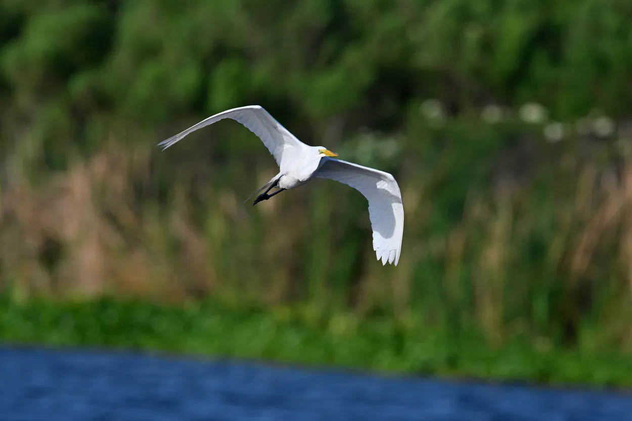 Great Egret