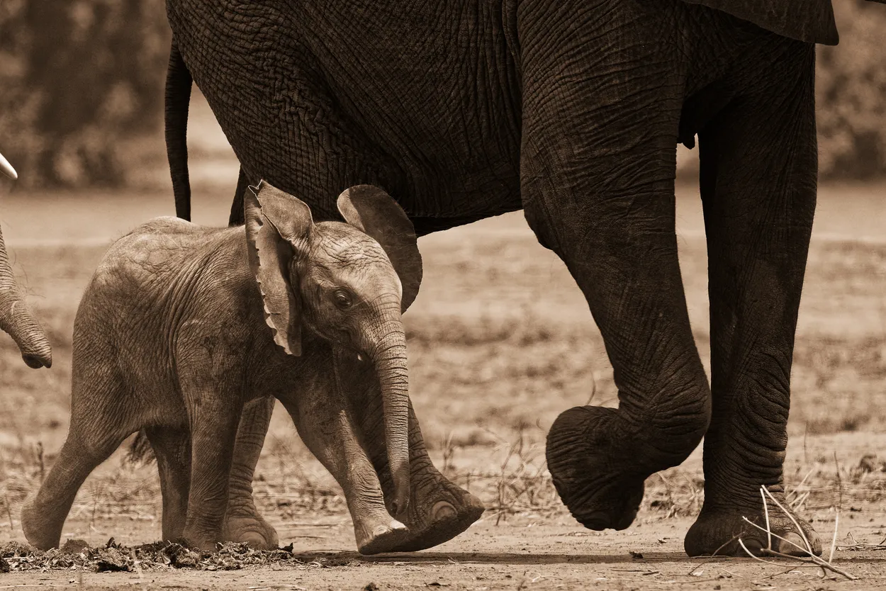 Hustling along to keep pace with Mom