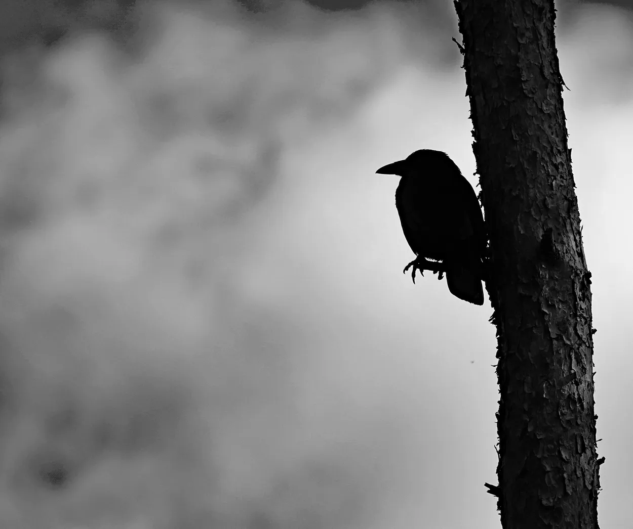 Mysterious Crow
