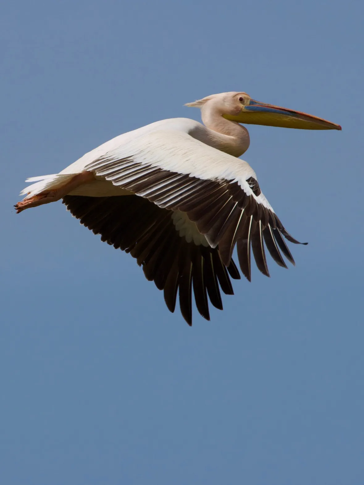Pelikan