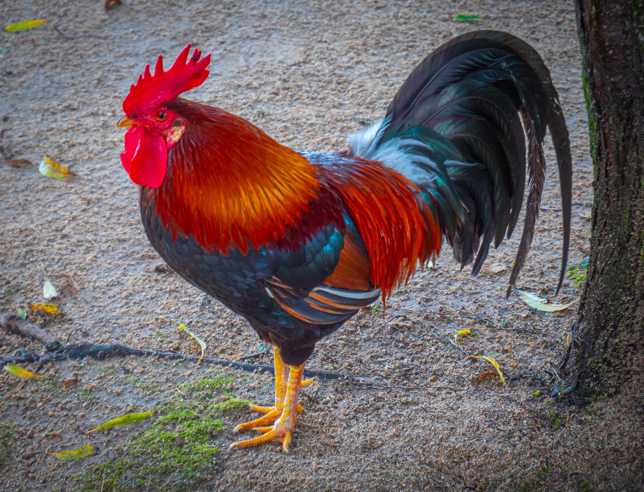 A very fancy chicken in his Sunday best.