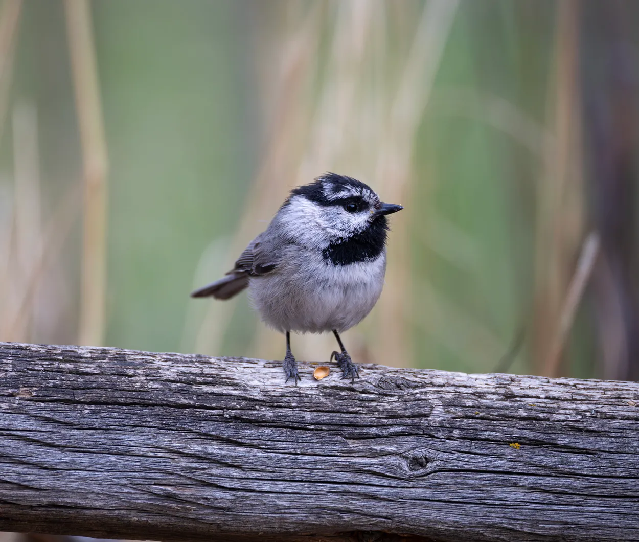 Mountain Chickadee