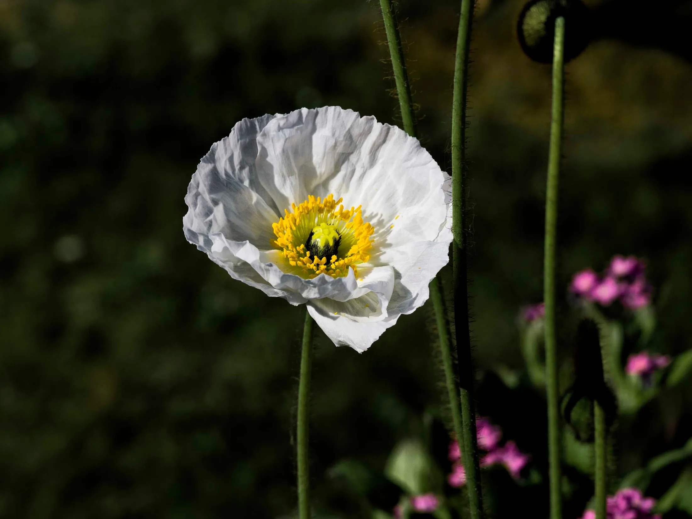 Poppy alone in a public garden