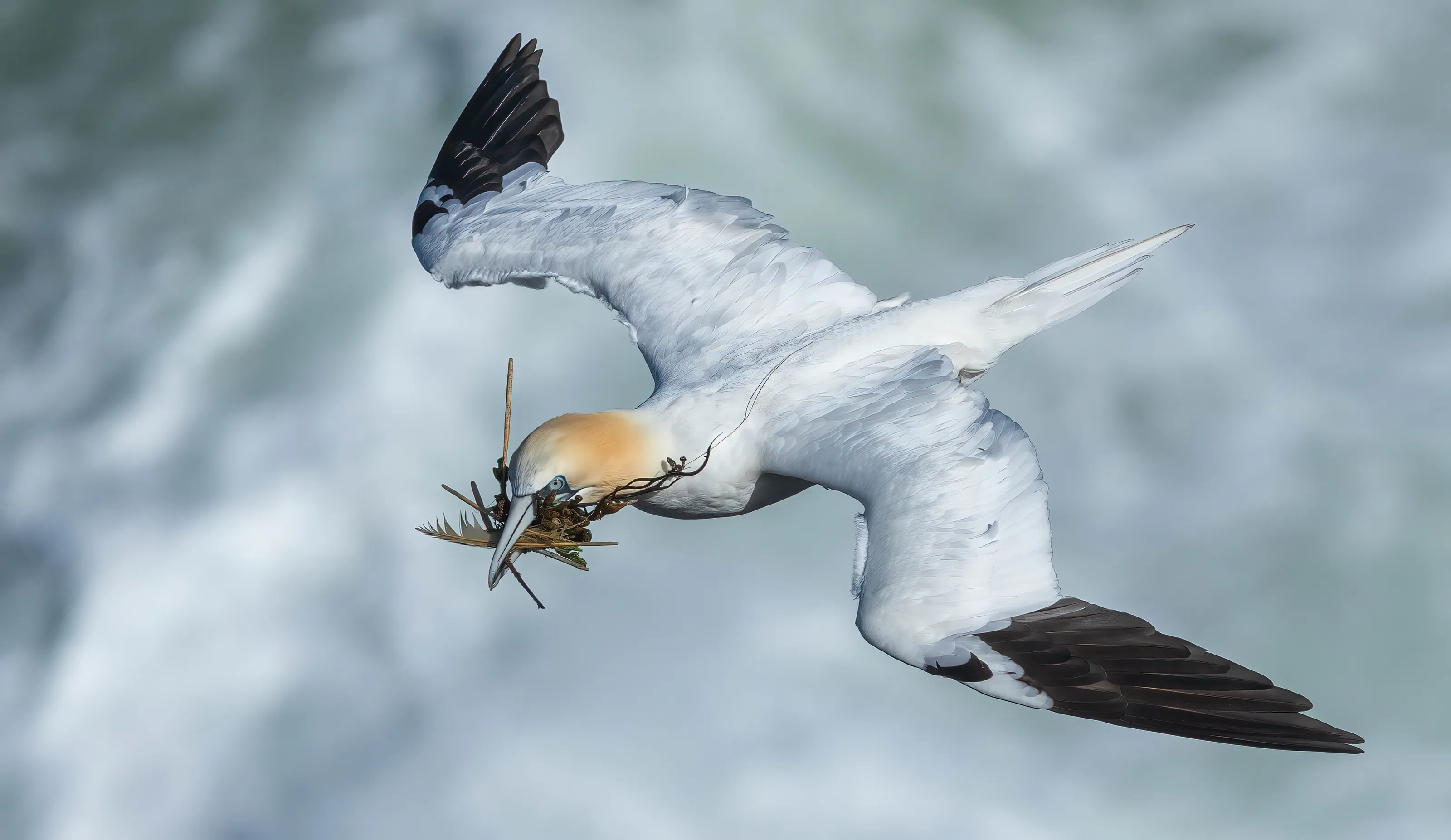 nest material
