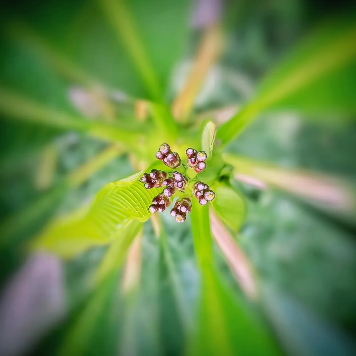 Buds ... of Frangpani