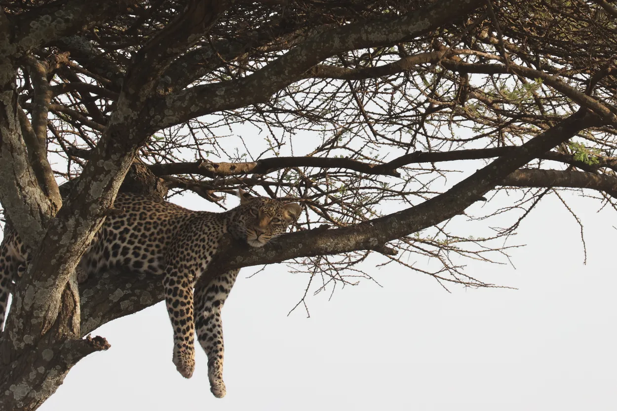 Leopard