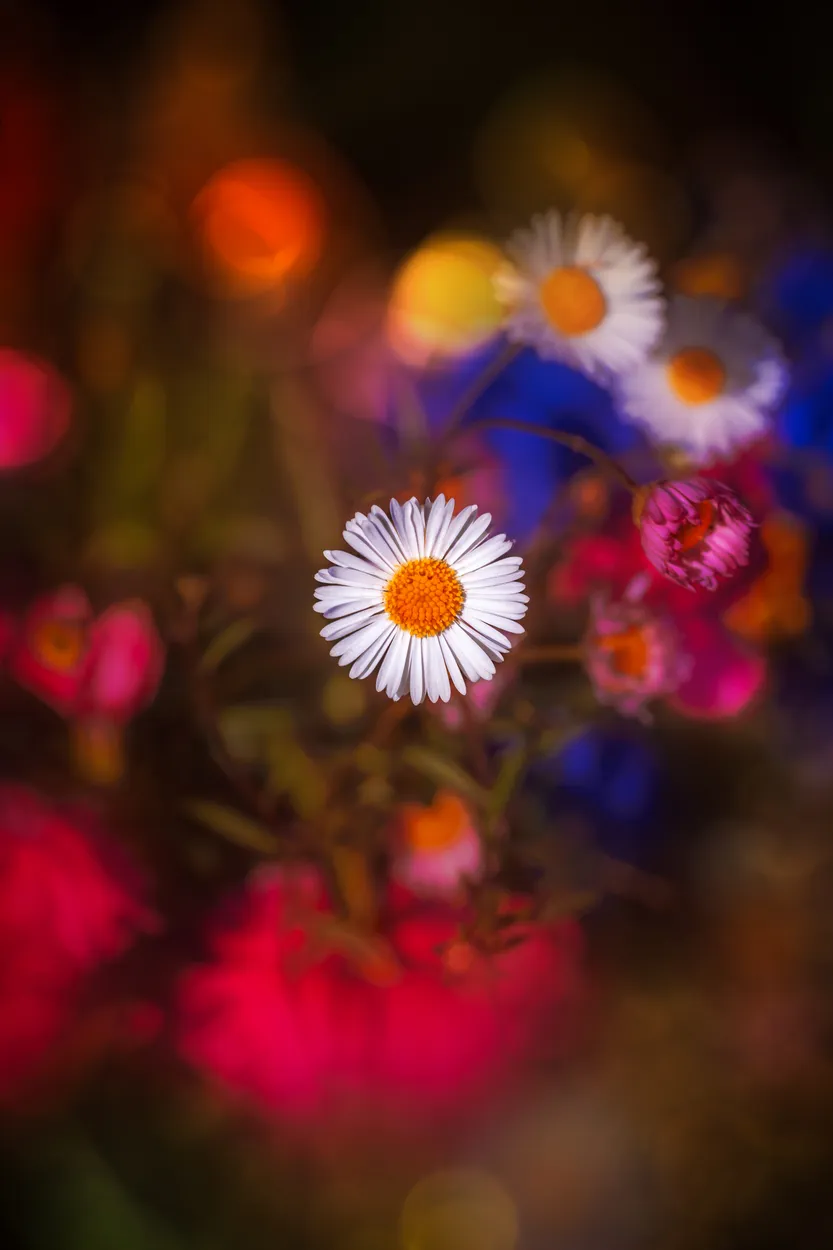 Entry 28740718