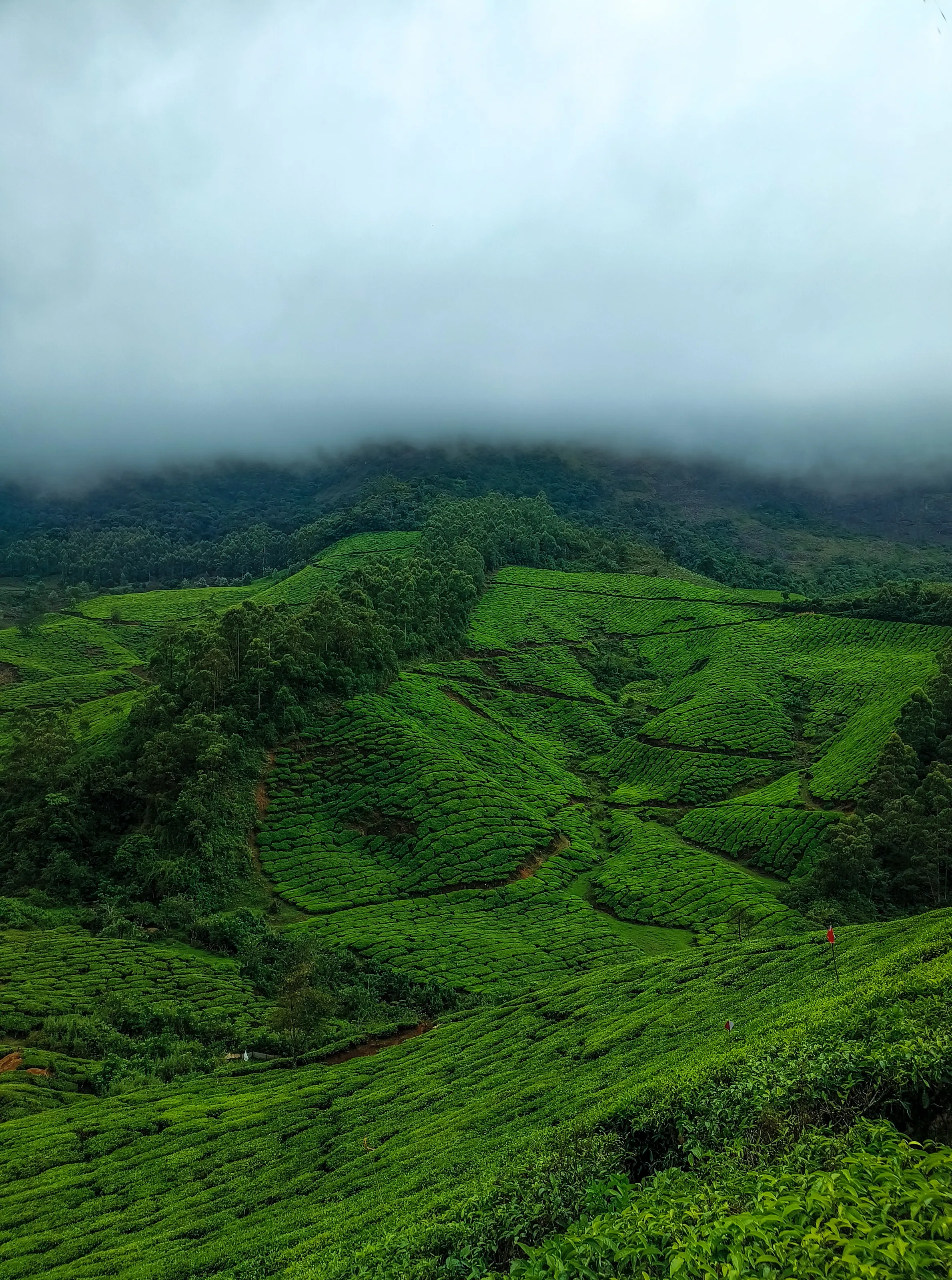 Whispers of the Green Valley