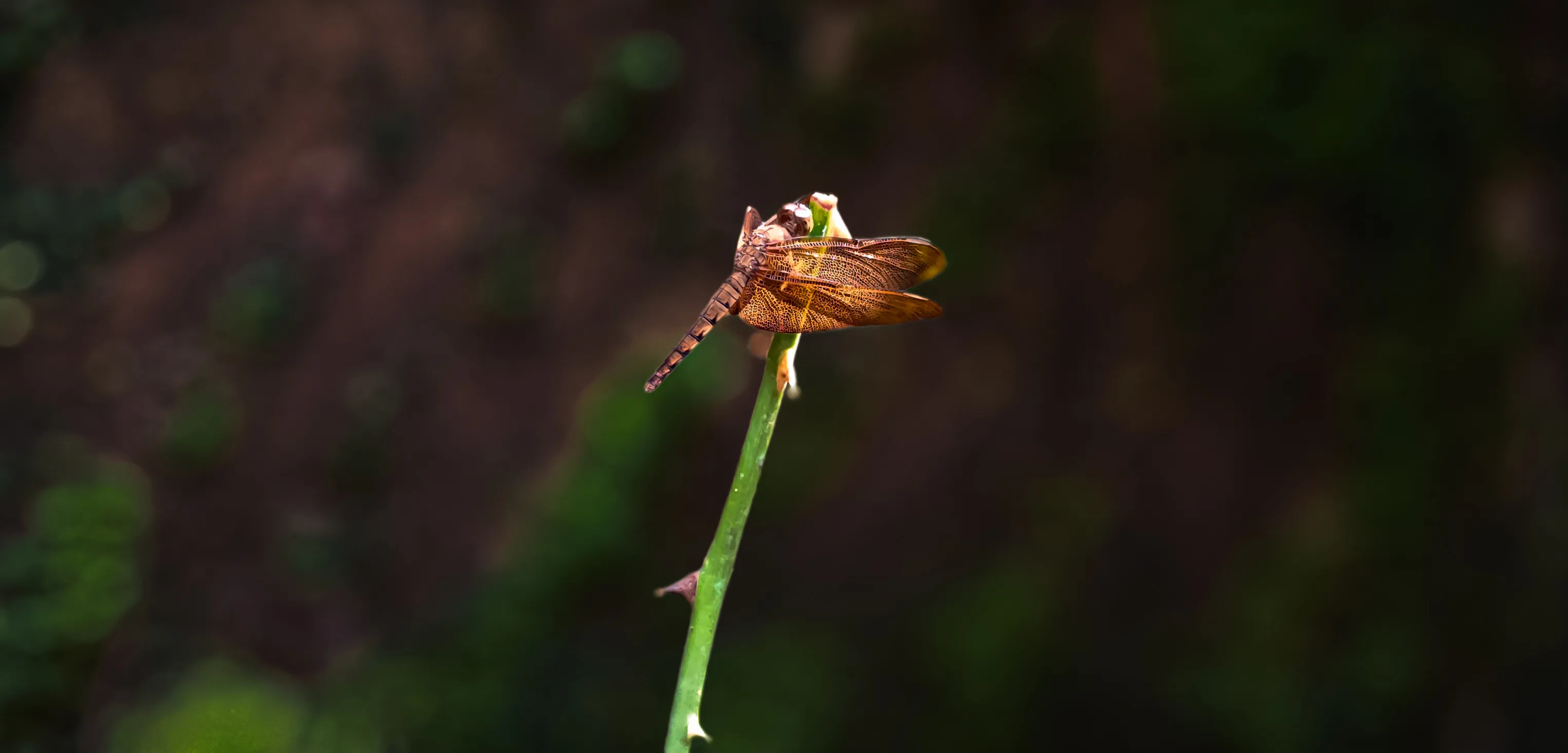 Golden Hover