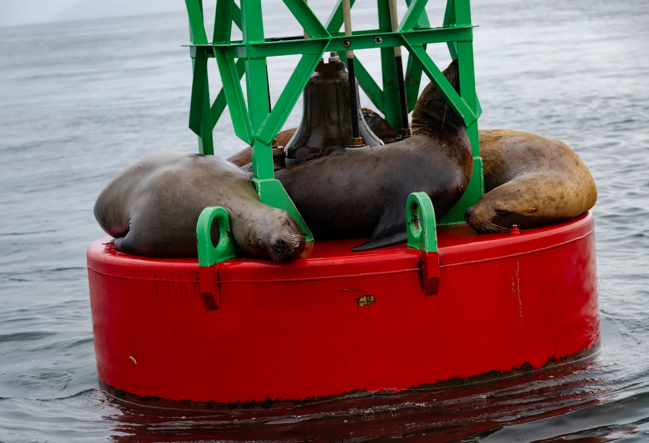 Sealion Bouy
