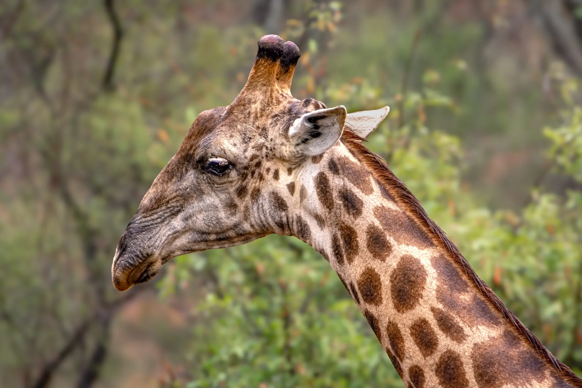 Giraffe