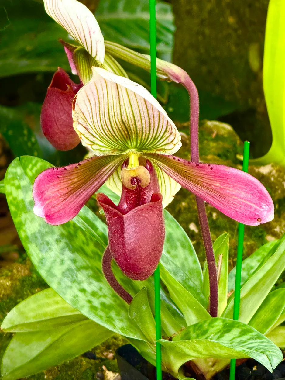 Lady Slipper Orchid