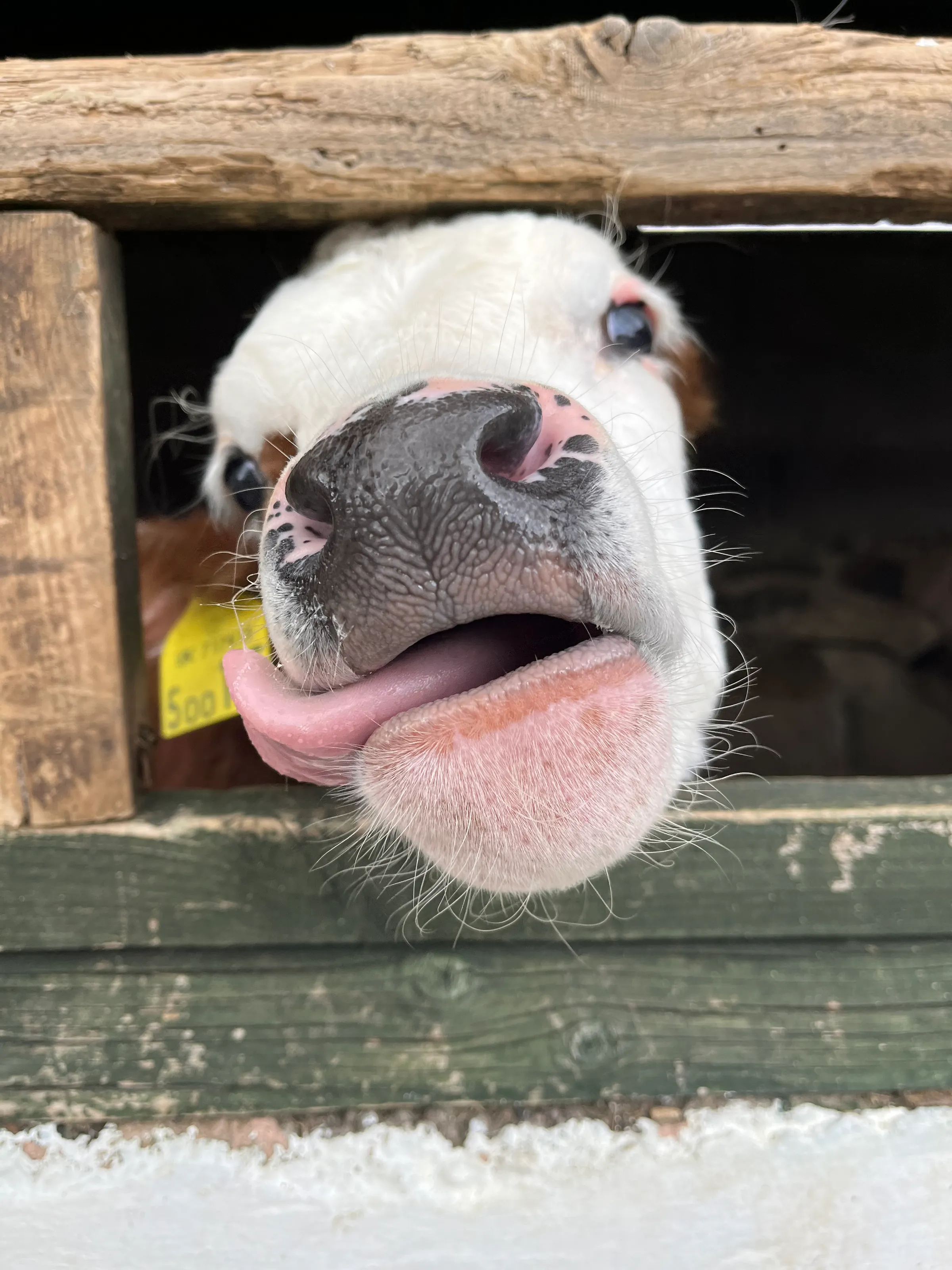 Spring Calf
