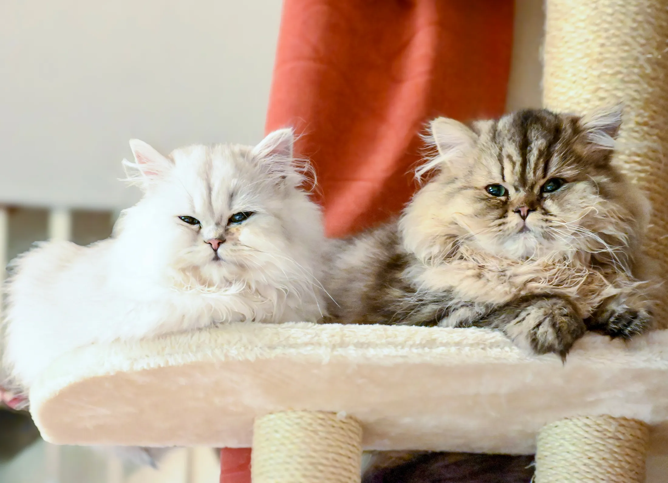 Kittens