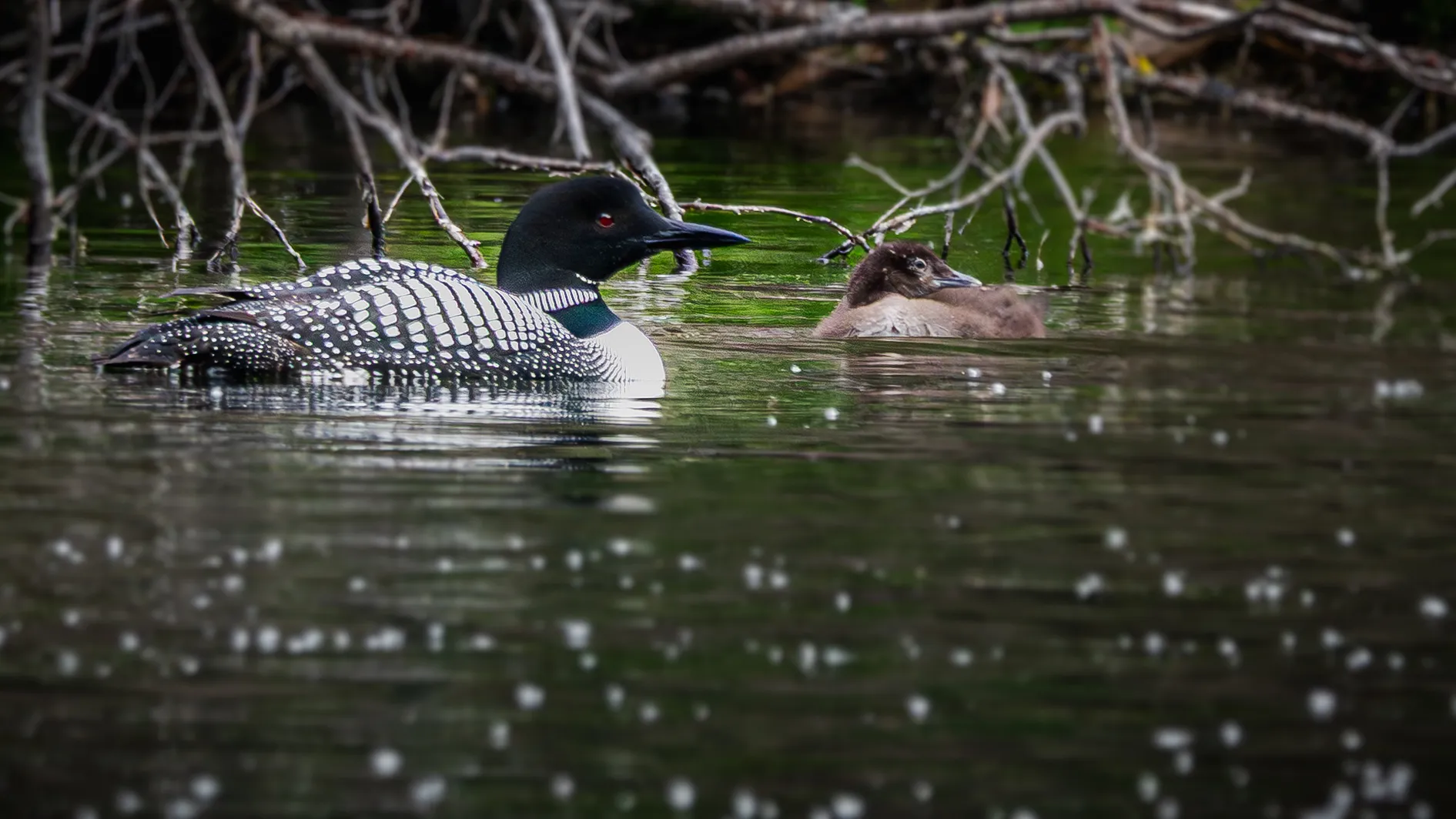 Loon and Chick, B.C., Canada-6250764