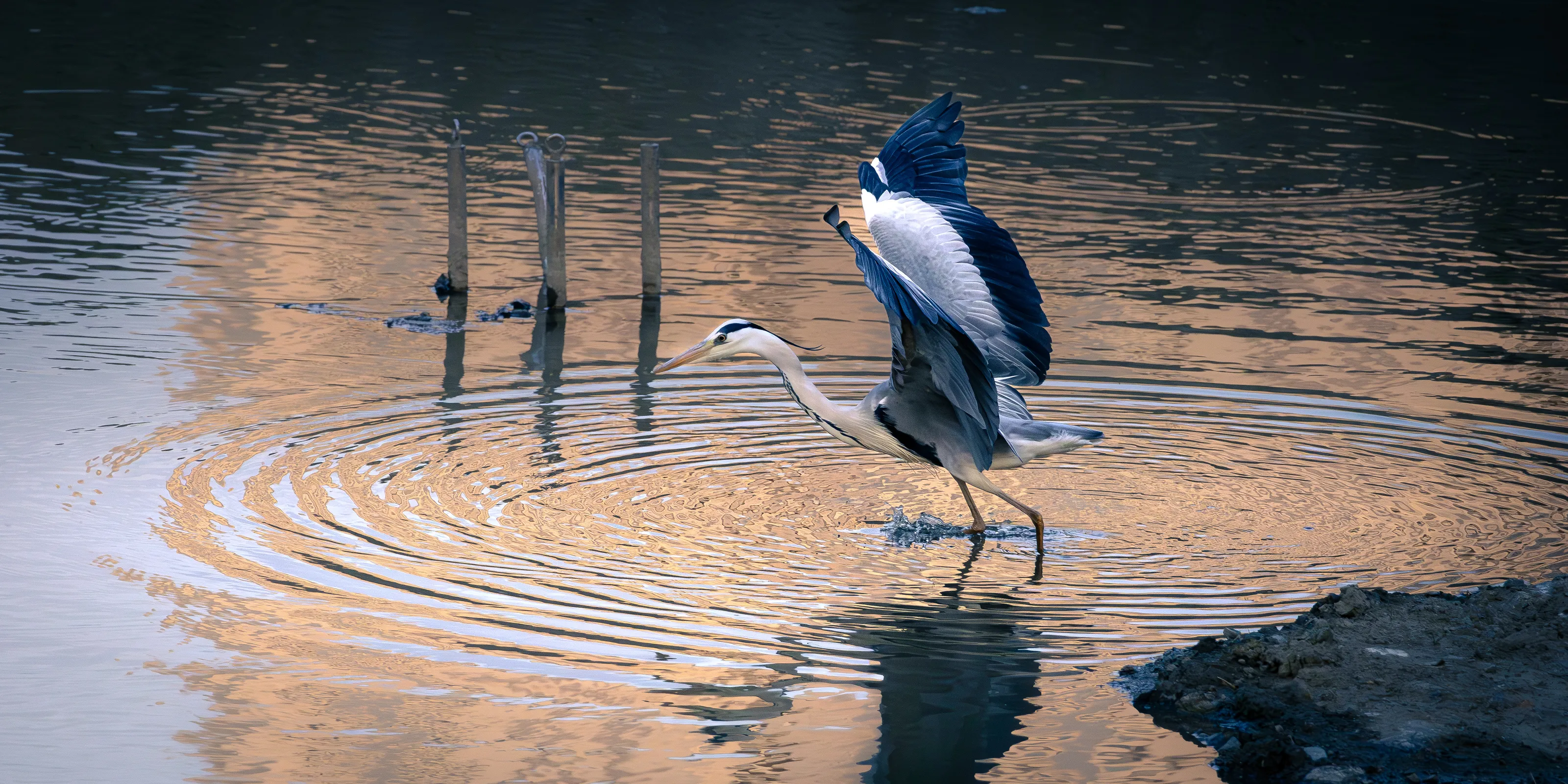 Heron Landing