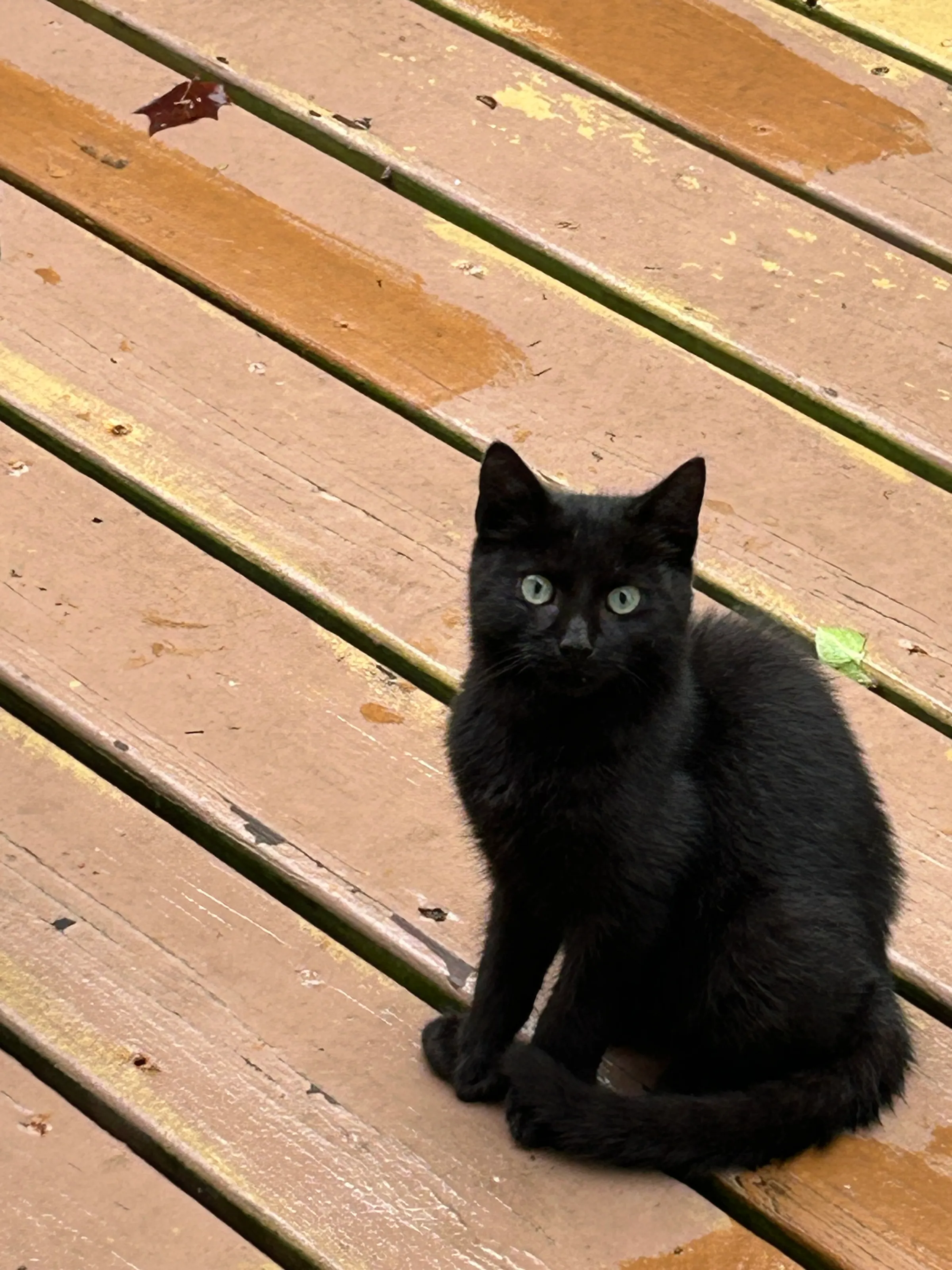 Halloween cat