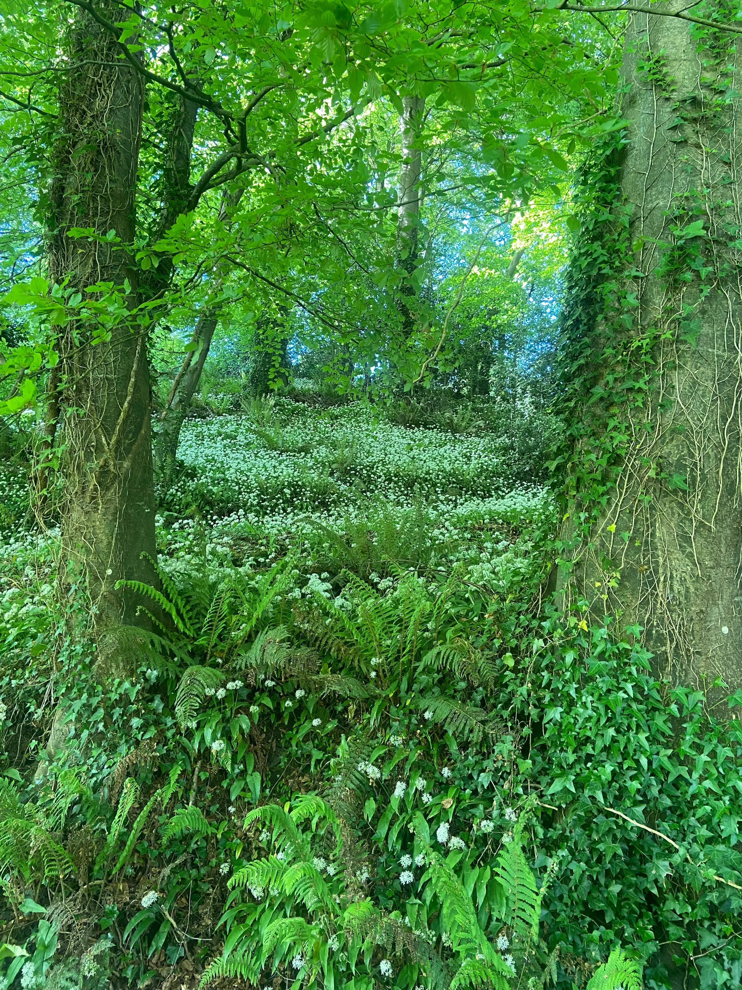 Wild Garlic Woodland