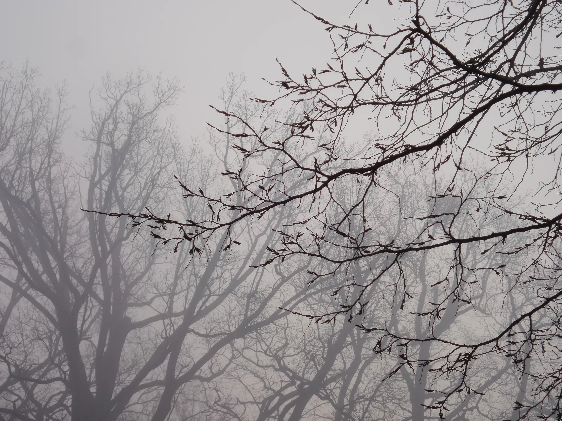 Fog