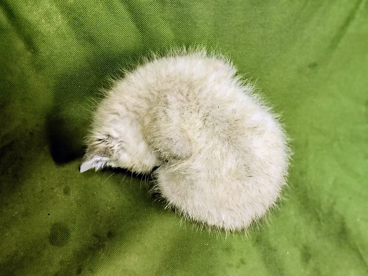 Dandelion kitty
