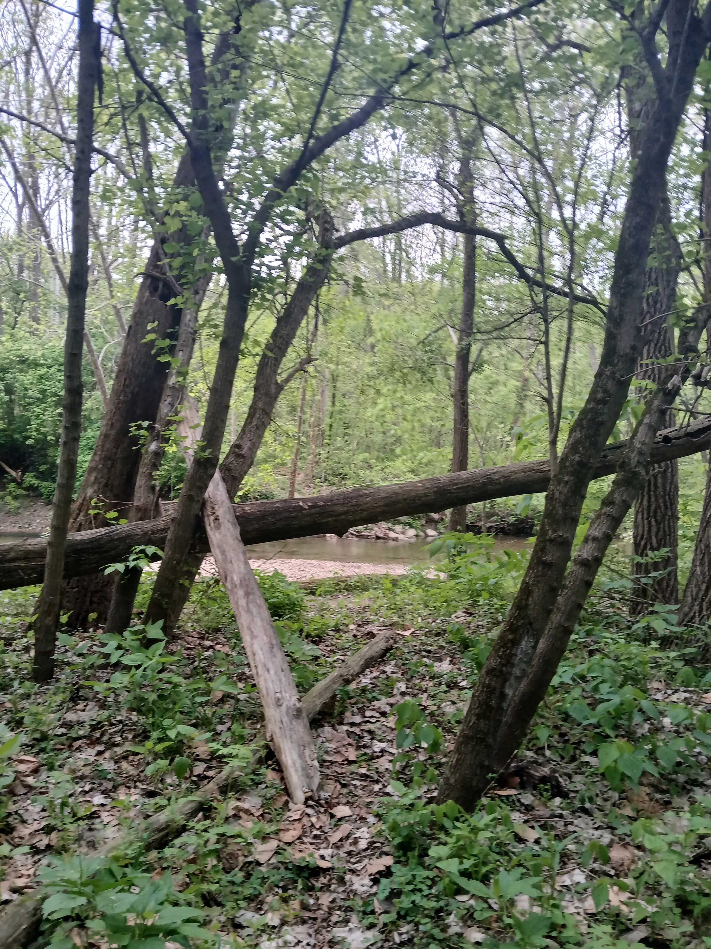 River side trees