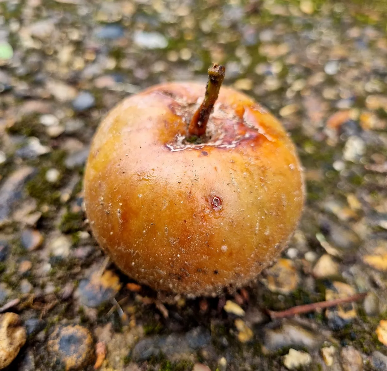 Rotting apple
