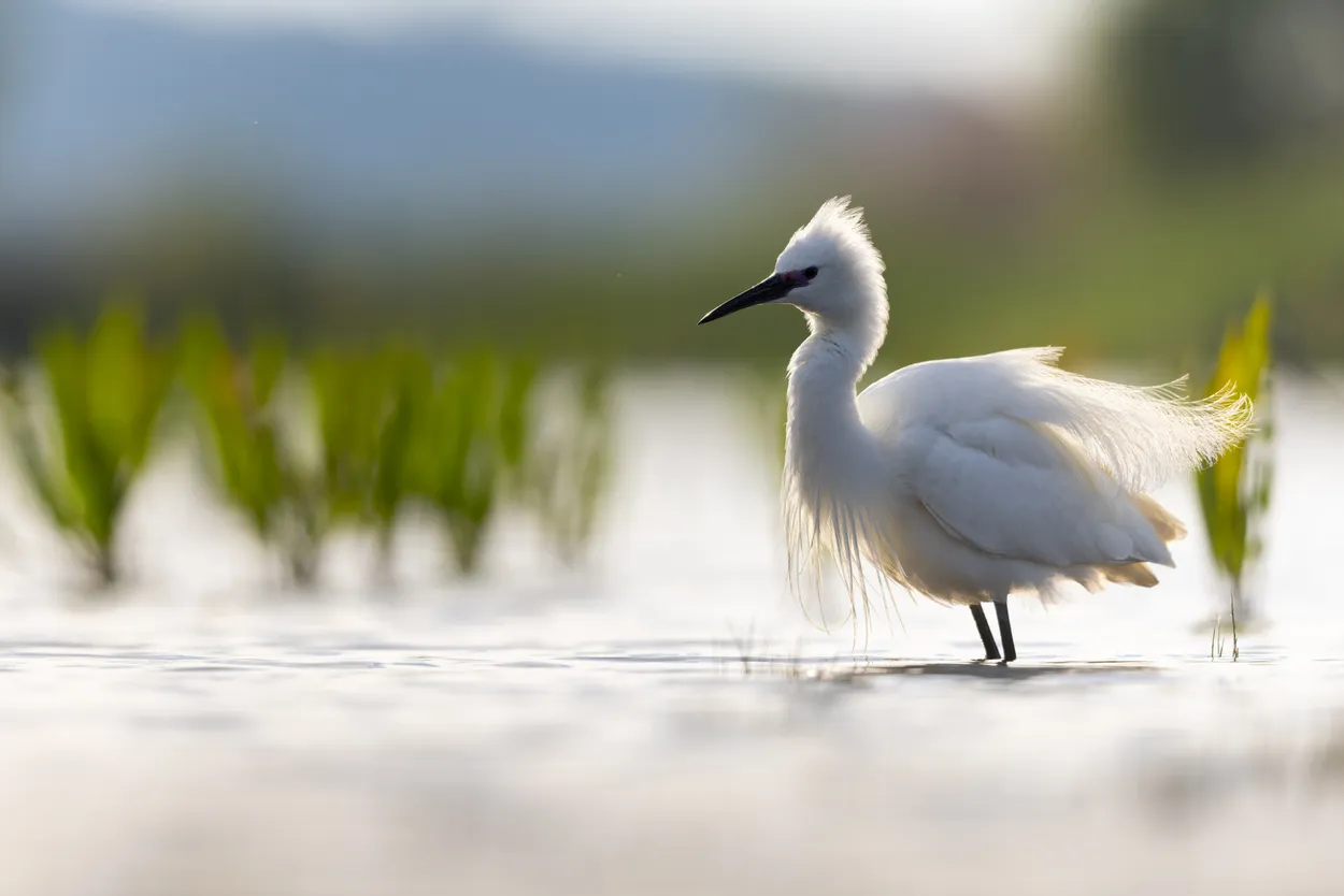 Litle egret on a cold morning in may.