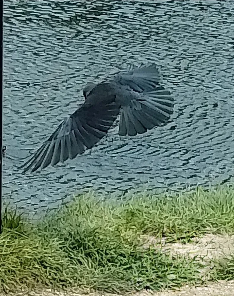 Fleeing the sceene