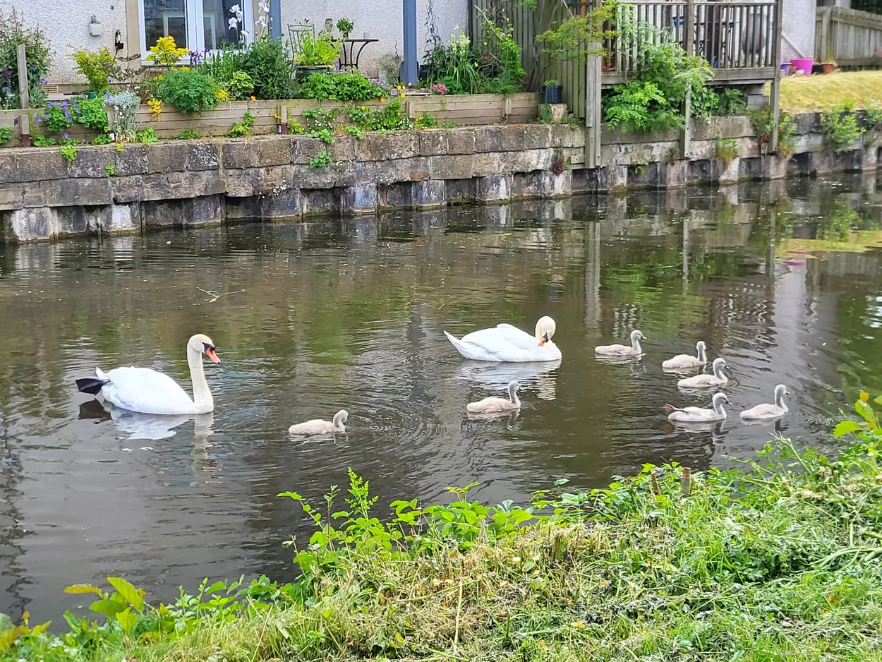 A family of Swans
