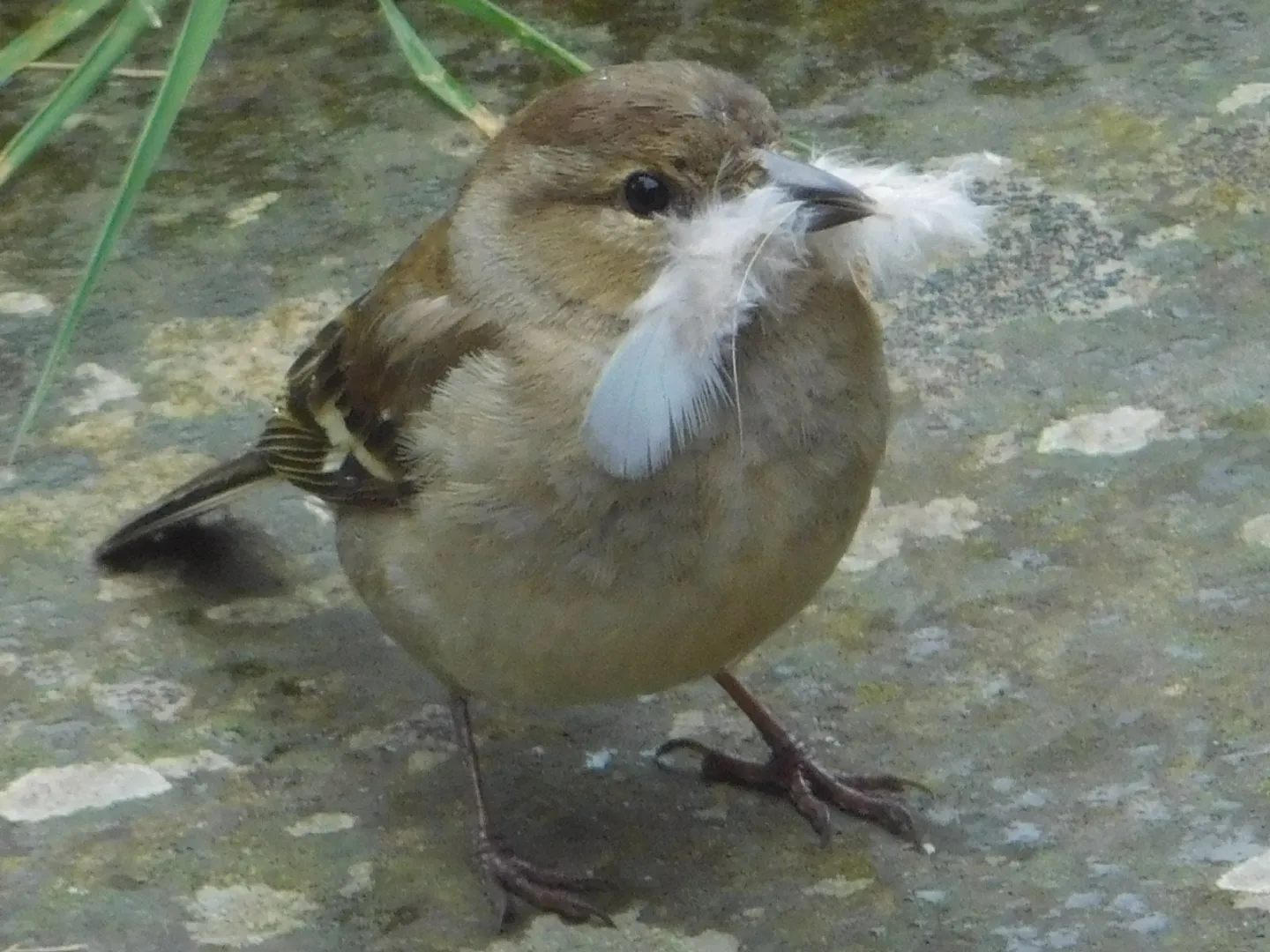 That's my feather