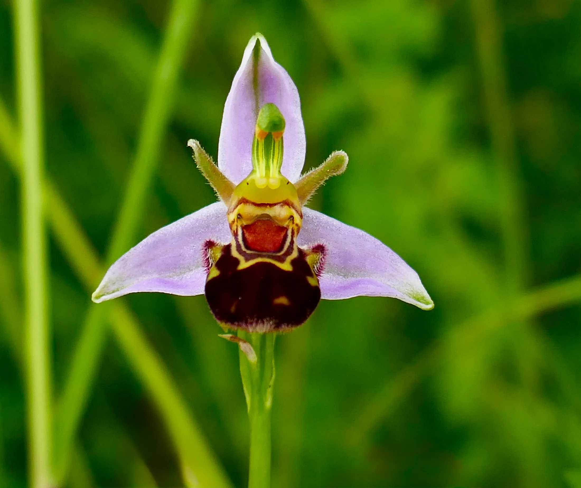A single bee orchid aka the clown flower
