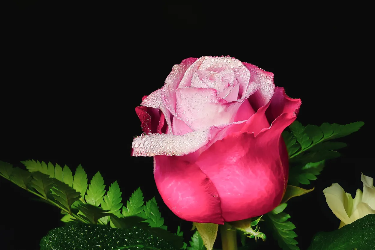 Rosa Rosa