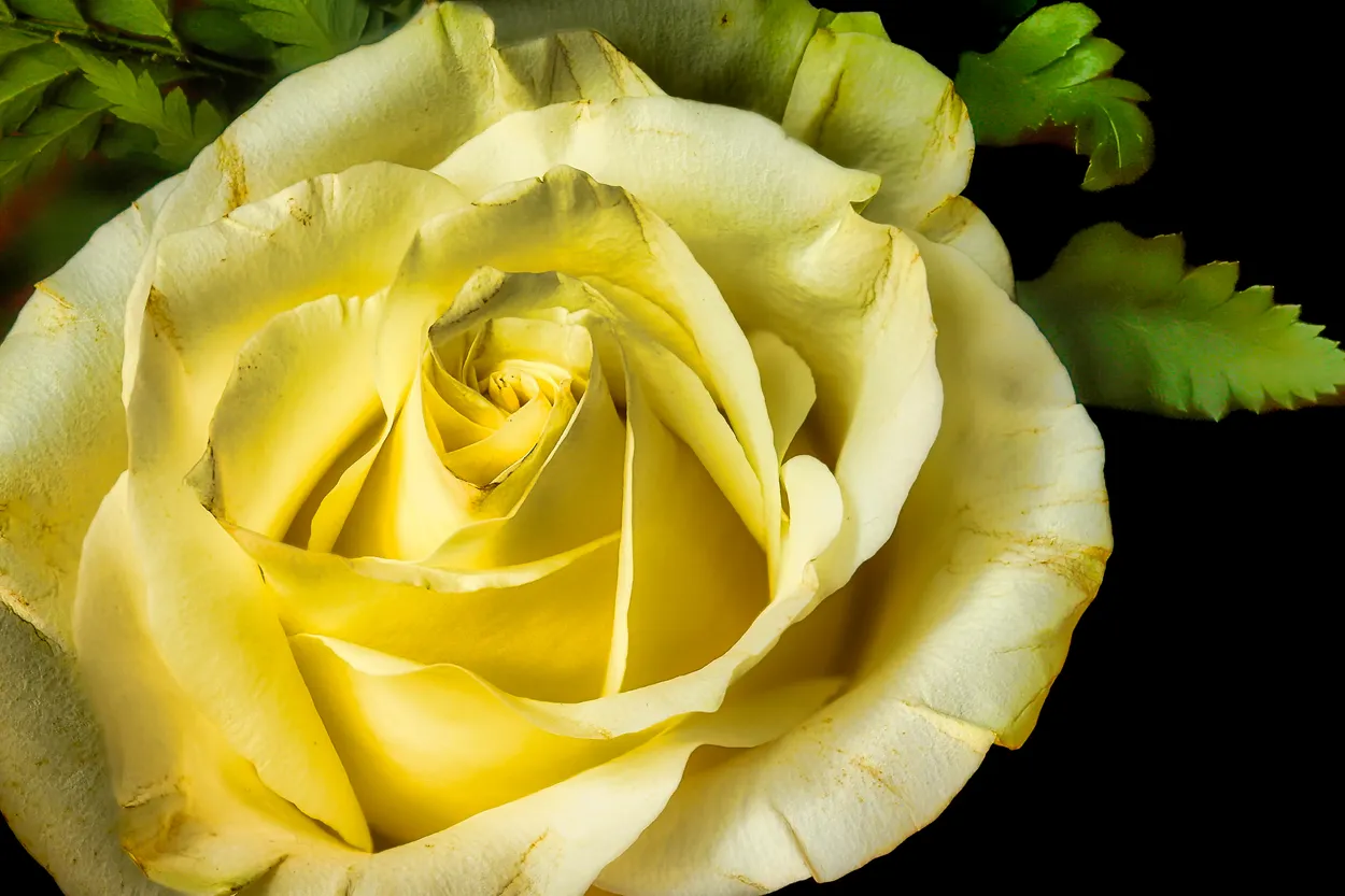 Rosa Amarela
