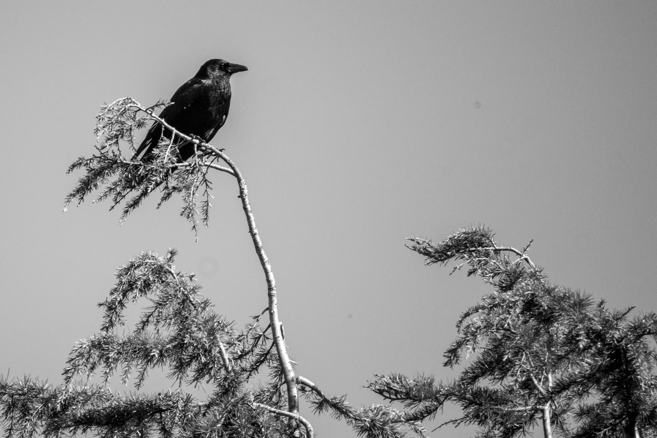 A crow in a tree