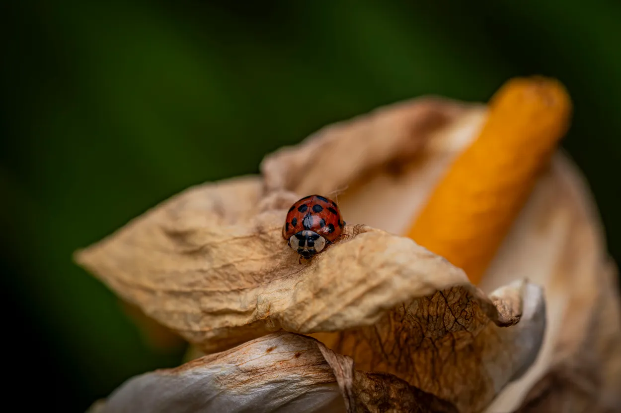 Ladybird on a 'gone over' Lily flower in the garden