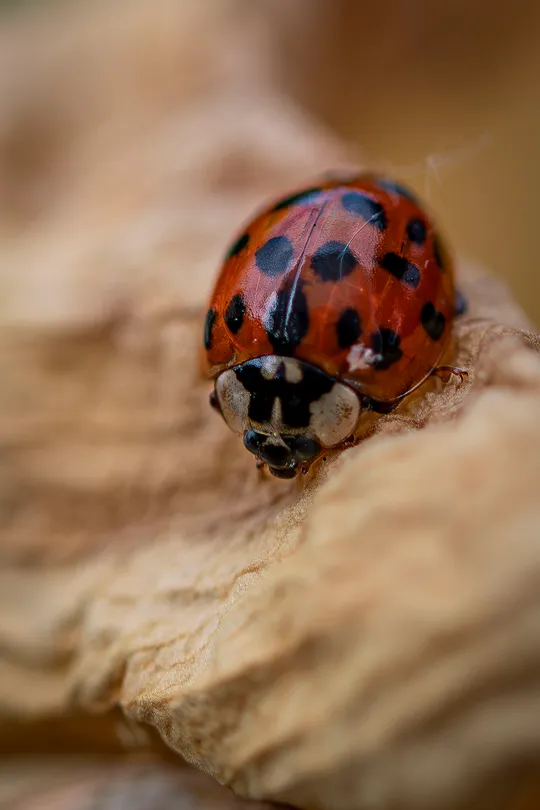 Ladybird on an old Lily
