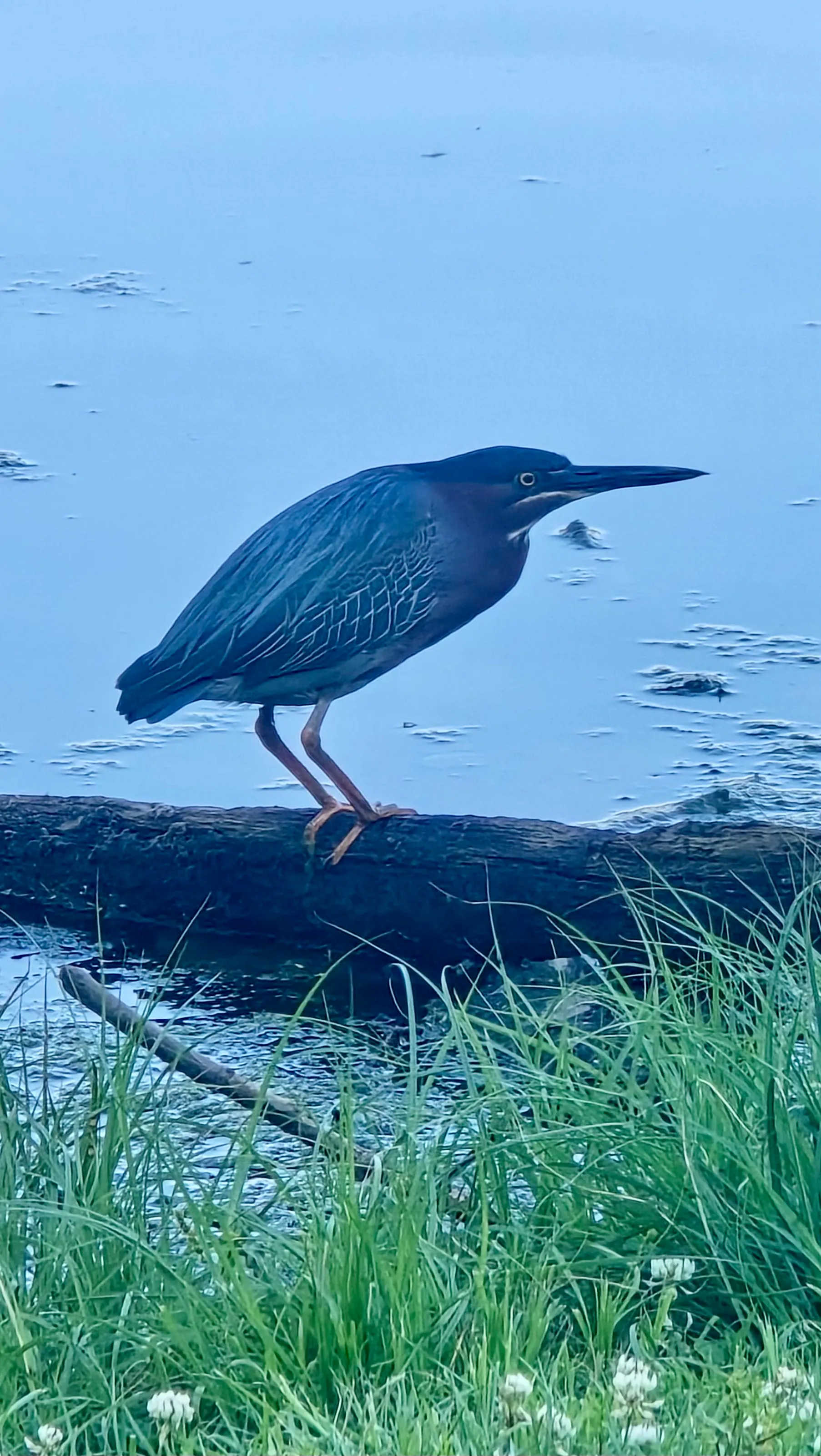 Heron