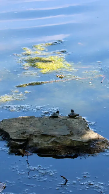 Pondside Partners