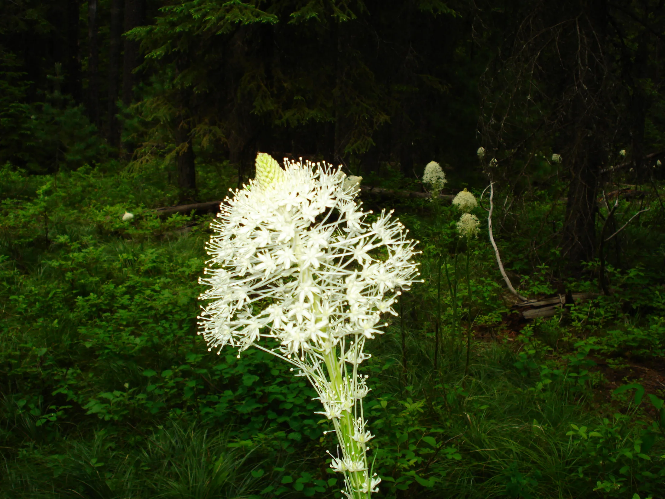 beargrass