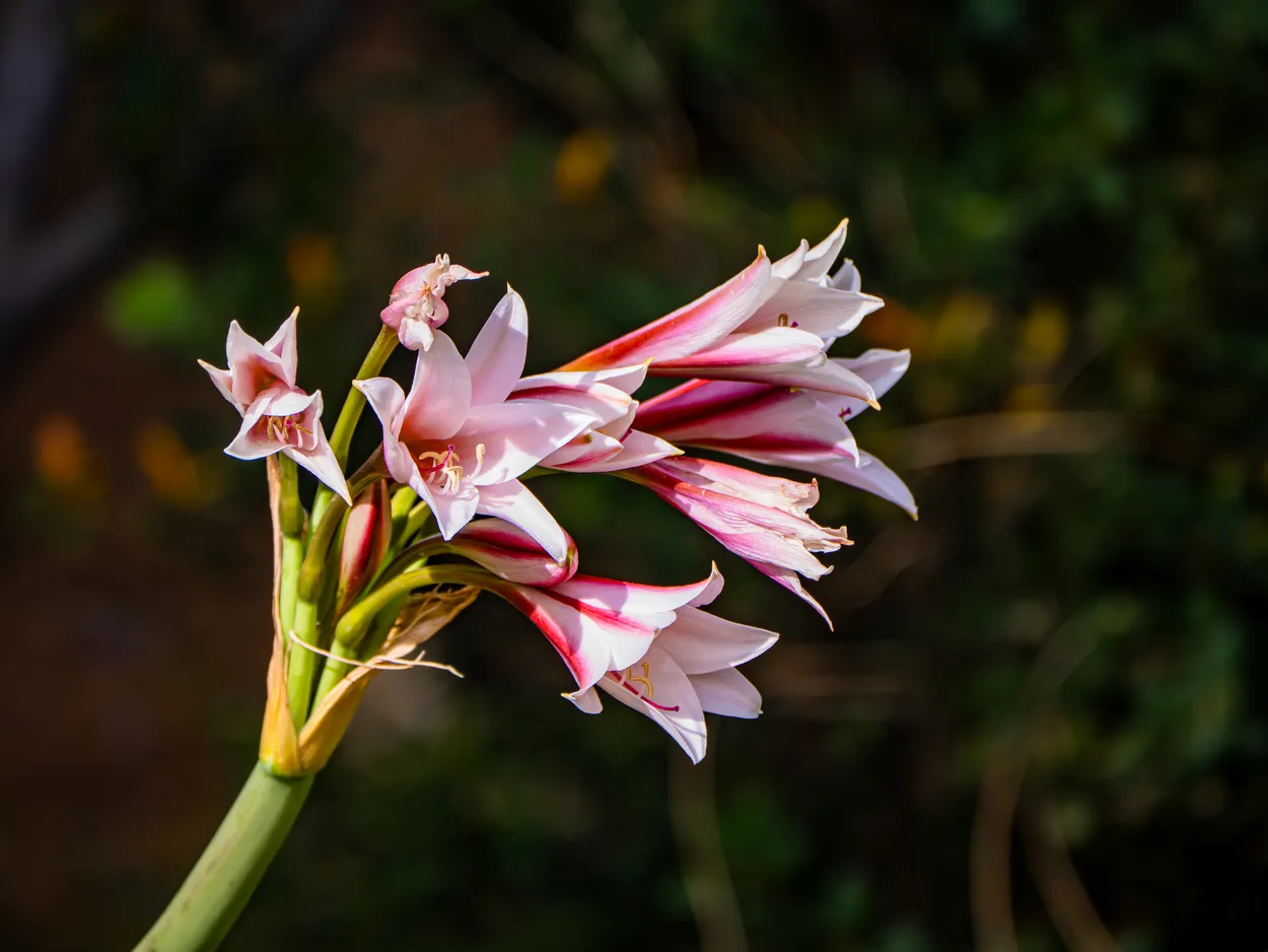 Crinum Bulbispermum