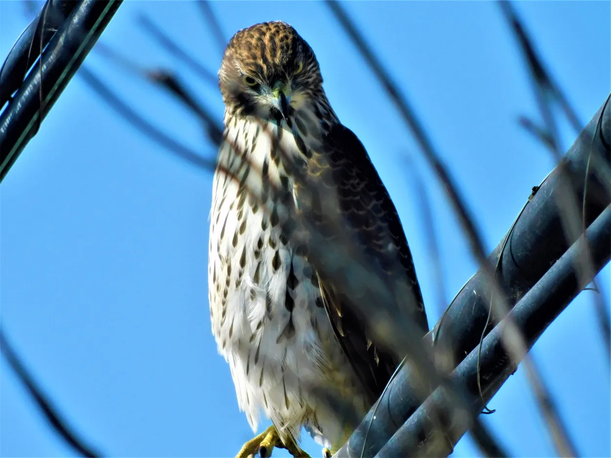 Predatory Gaze