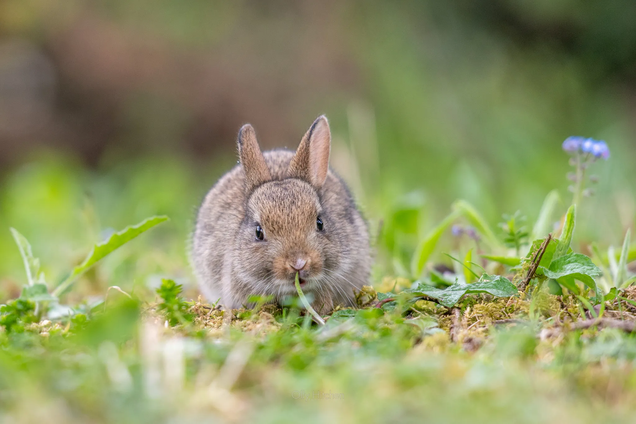 Young Rabbit Foraging