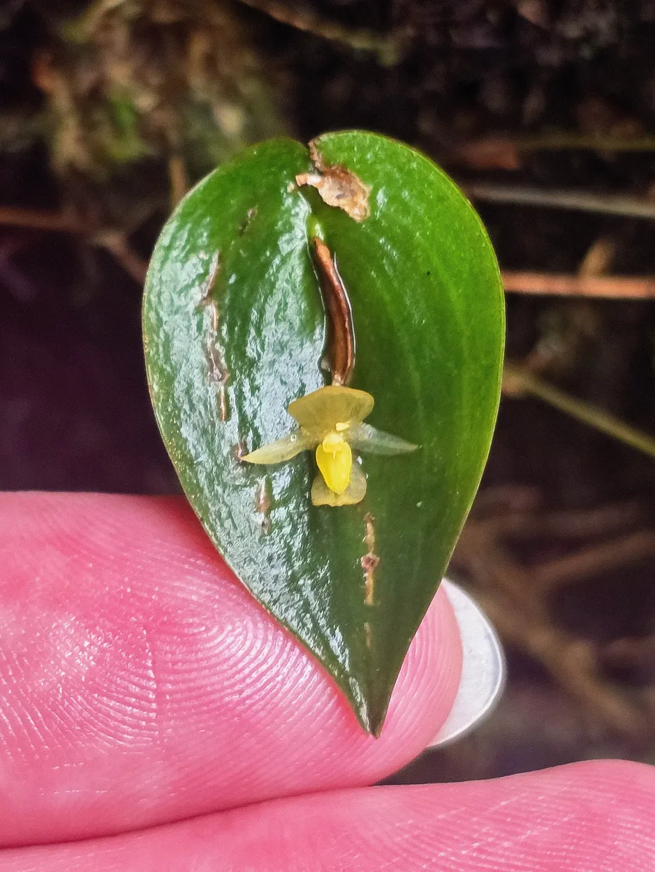 Tiny Orchid